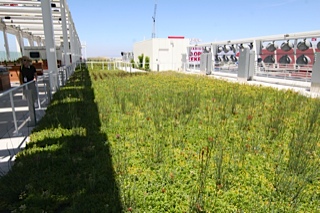 greenery and solar panels on roof